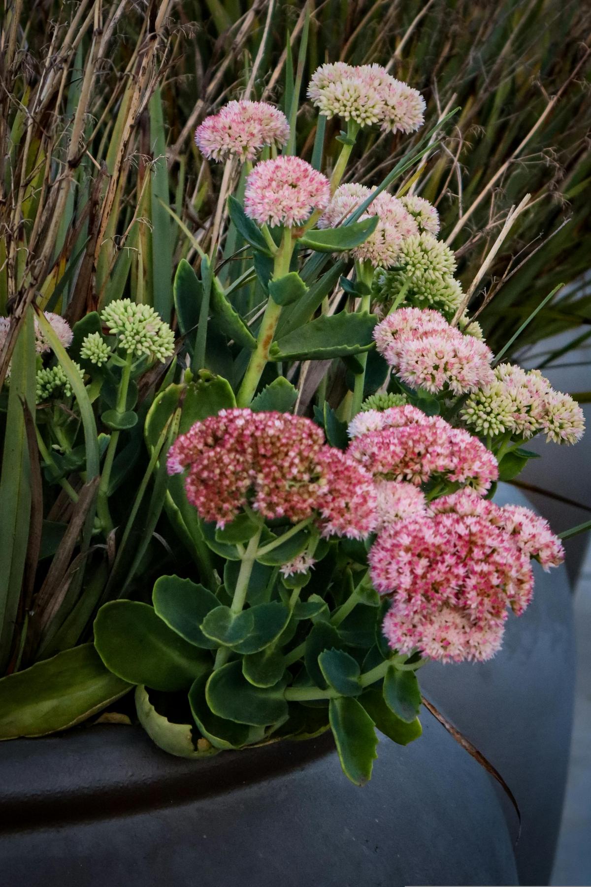 Welke bloemen plant je op de begraafplaats om de hele zomer te bloeien / foto pexels.com